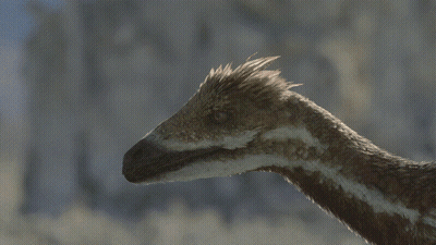 Close Up Of Feathered Animal Head And Neck GIF