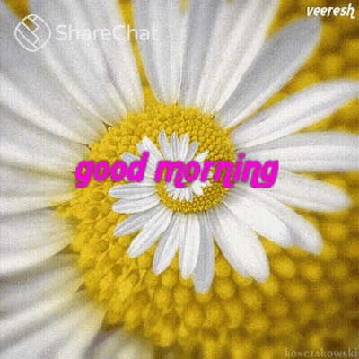Close Up Of Flower Saying Good Morning GIF