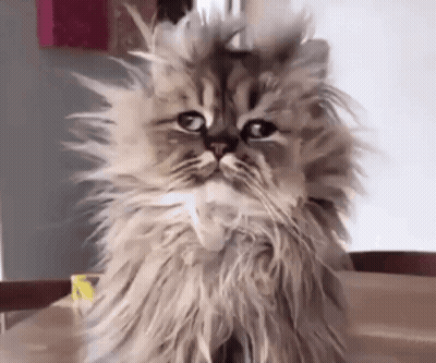 Close Up Of Fluffy Cat Face GIF