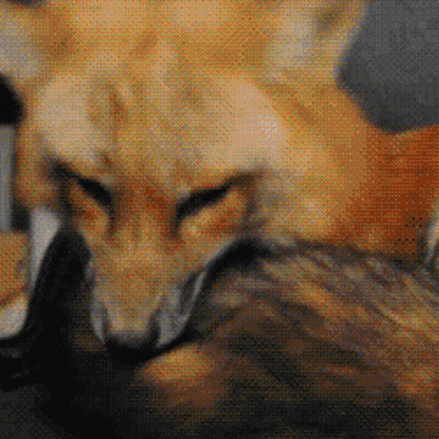 Close Up Of Fox And Cat Looking At Camera GIF