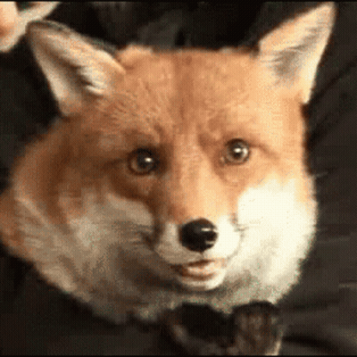 Close Up Of Fox Face On Black Background GIF