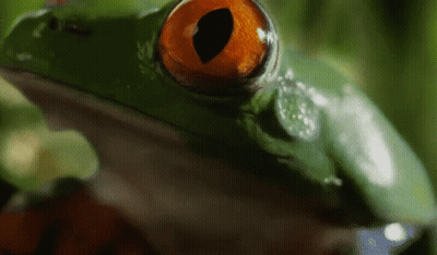 Close Up Of Frog Orange Eye GIF