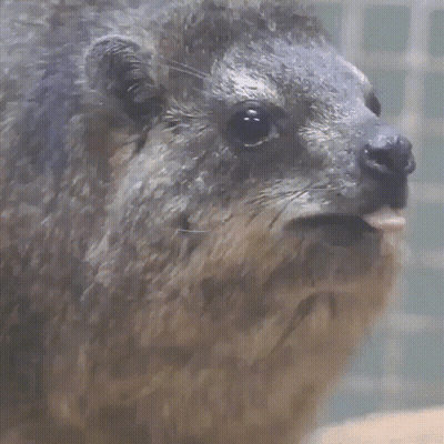 Close Up Of Furry Animal With Tongue Out GIF