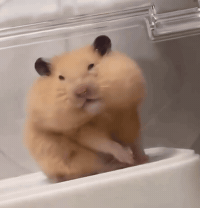Close Up Of Hamster On Counter GIF