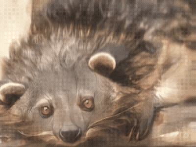 Close Up Of Hedgehog Face GIF