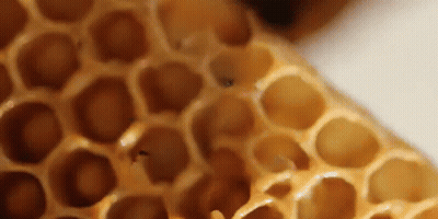 Close Up Of Honeycomb With Bee GIF
