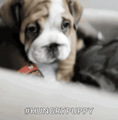 Close Up Of Hungry Puppy GIF