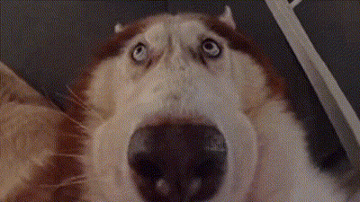 Close Up Of Husky Dog Looking At Camera GIF
