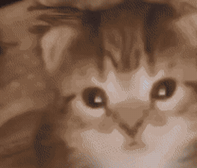 Close Up Of Kitten Face GIF