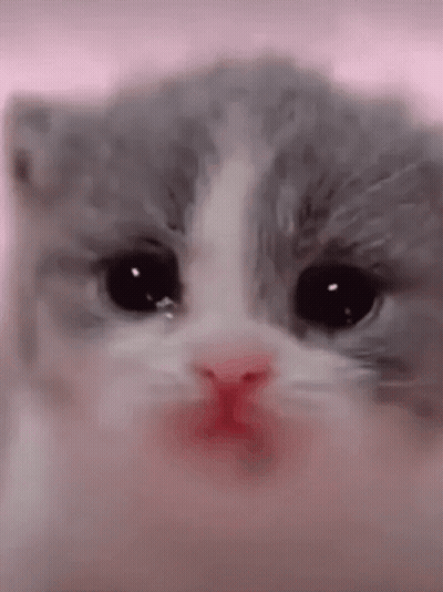 Close Up Of Kitten Face With Pink Nose GIF