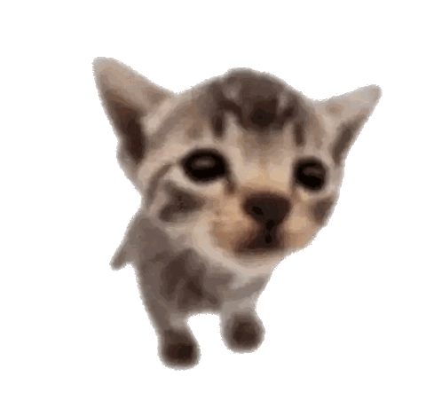 Close Up Of Kitten Looking Up Sticker