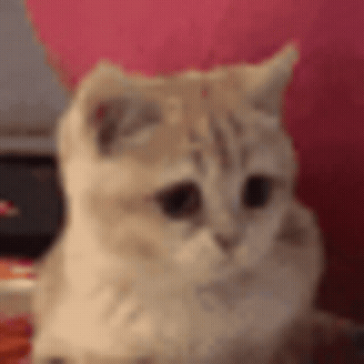 Close Up Of Kitten On Pink Couch GIF