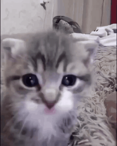 Close Up Of Kitten's Face GIF
