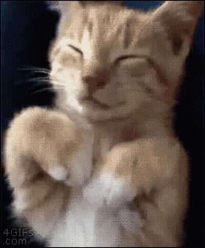 Close Up Of Kitten Sitting On Bed GIF