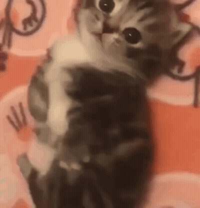 Close Up Of Kitten Sitting On Bed GIF