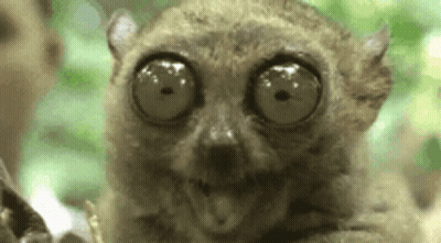 Close Up Of Lemur With Big Eyes GIF