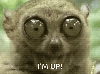 Close Up Of Lemur With Big Eyes GIF