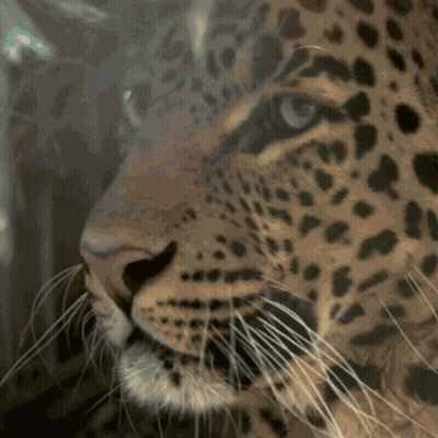Close Up Of Leopard Face GIF