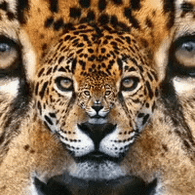 Close Up Of Leopard Face With Reflection GIF