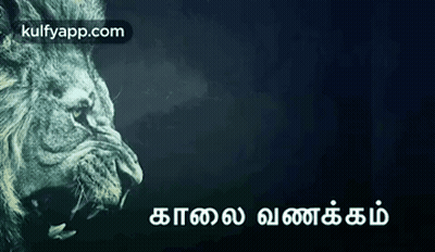 Close Up Of Lion With Foreign Language GIF