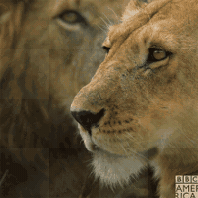 Close Up Of Lioness And Lion With BBC America GIF