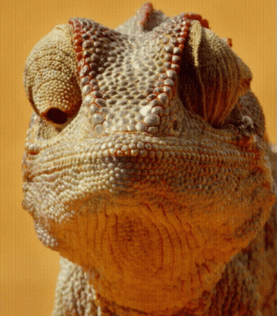 Close Up Of Lizard Face GIF