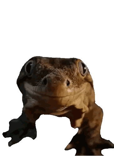 Close Up Of Lizard Face Sticker
