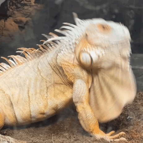 Close Up Of Lizard Head GIF