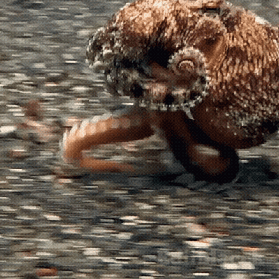 Close Up Of Man's Eyes With Shadow On Forehead GIF