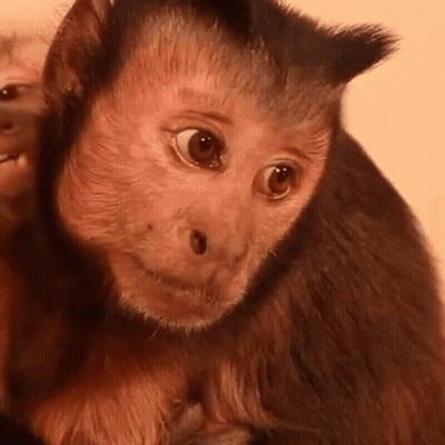 Close Up Of Monkey Looking At Camera With Another GIF
