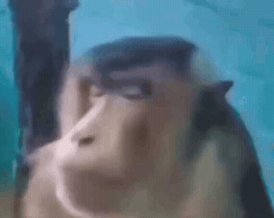 Close Up Of Monkey's Face GIF