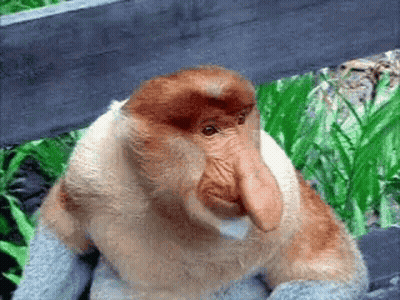 Close Up Of Monkey With Large Nose GIF