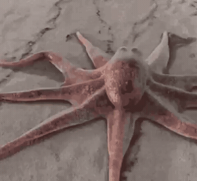 Close Up Of Octopus Laying On Table GIF