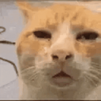 Close Up Of Orange And White Cat Face GIF