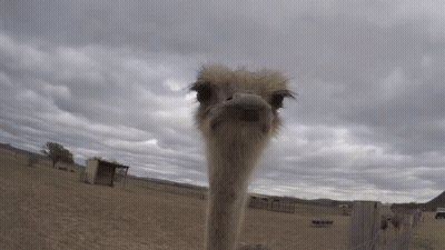 Close Up Of Ostrich Face Looking At Camera GIF