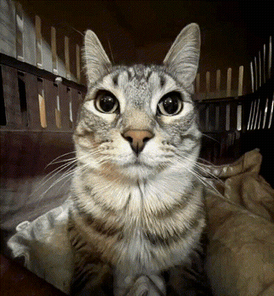 Close Up Of Owl Face With Yellow Eyes GIF