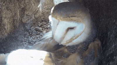 Close Up Of Owl In Hole GIF