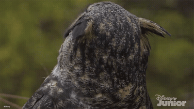 Close Up Of Owl With Disney Junior Logo GIF