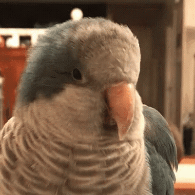 Close Up Of Parrot With Large Orange Beak GIF