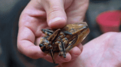 Close Up Of Person Holding A Bug GIF