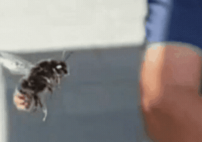 Close Up Of Person Holding Bee GIF