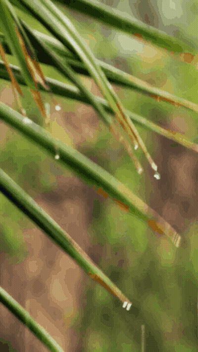 Close Up Of Plant With Water Drops On Leaves GIF