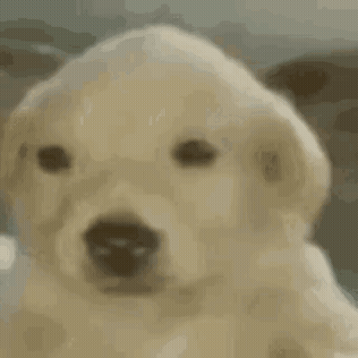 Close Up Of Puppy Face With Blurry Background GIF