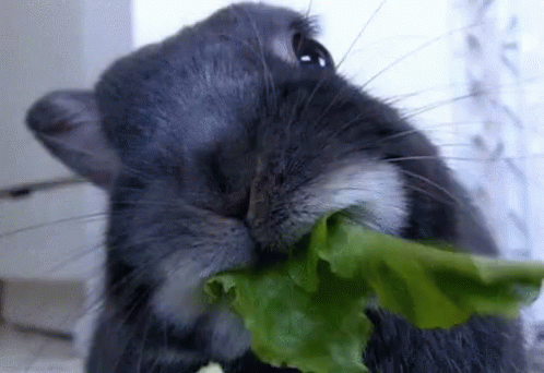 Close Up Of Rabbit Eating Lettuce GIF