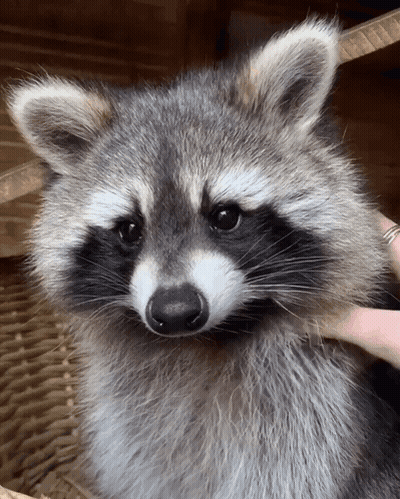 Close Up Of Raccoon Being Petted GIF