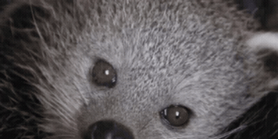 Close Up Of Raccoon Face And Eyes GIF