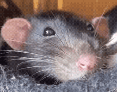 Close Up Of Rat's Face GIF