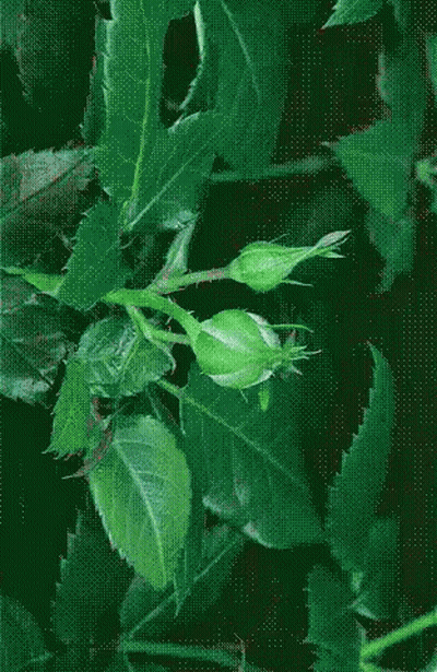 Close Up Of Red Flower With Green Leaves GIF