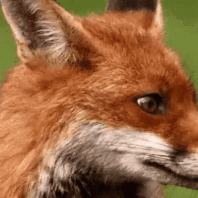 Close Up Of Red Fox Face GIF