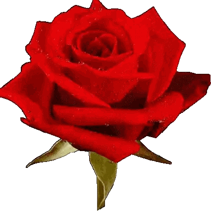 Close Up Of Red Rose With Water Drops Sticker